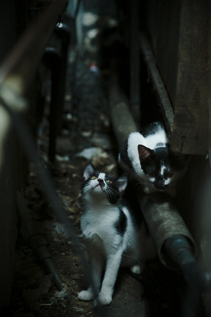 熊猫体育官方试玩-_中国新人崭露头角：青少年比赛中大放异彩_，青少年比赛是多少岁