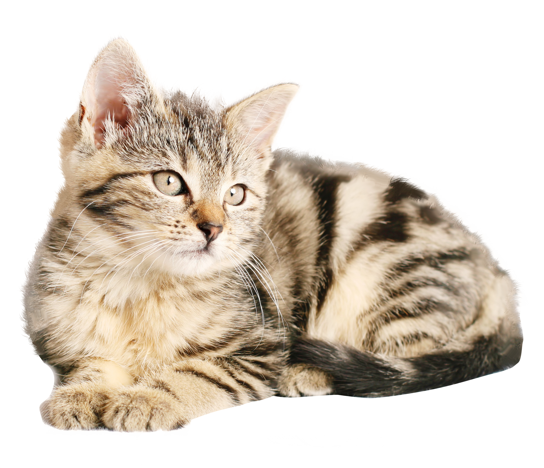 熊猫体育APP-“西甲豪门鏖战，积分榜第一悬念逐步拉开”，西甲豪门友谊赛