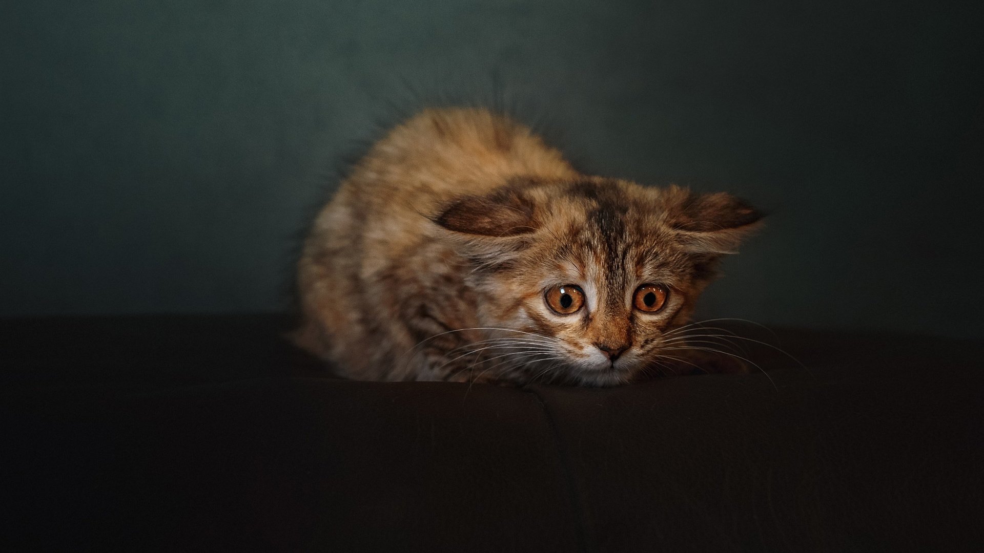 熊猫体育入口-纽约巨人队在赛季中期更换主教练，纽约巨人队阵容