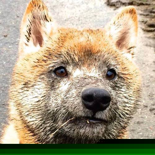熊猫体育平台安全-北京国安球员伤病情况通报，北京国安球迷