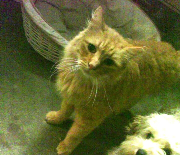熊猫体育下载-河床主帅谈球队状态，河床队客场球衣