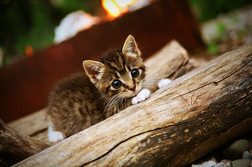 熊猫体育官网-中超后场传导安全性评分模型