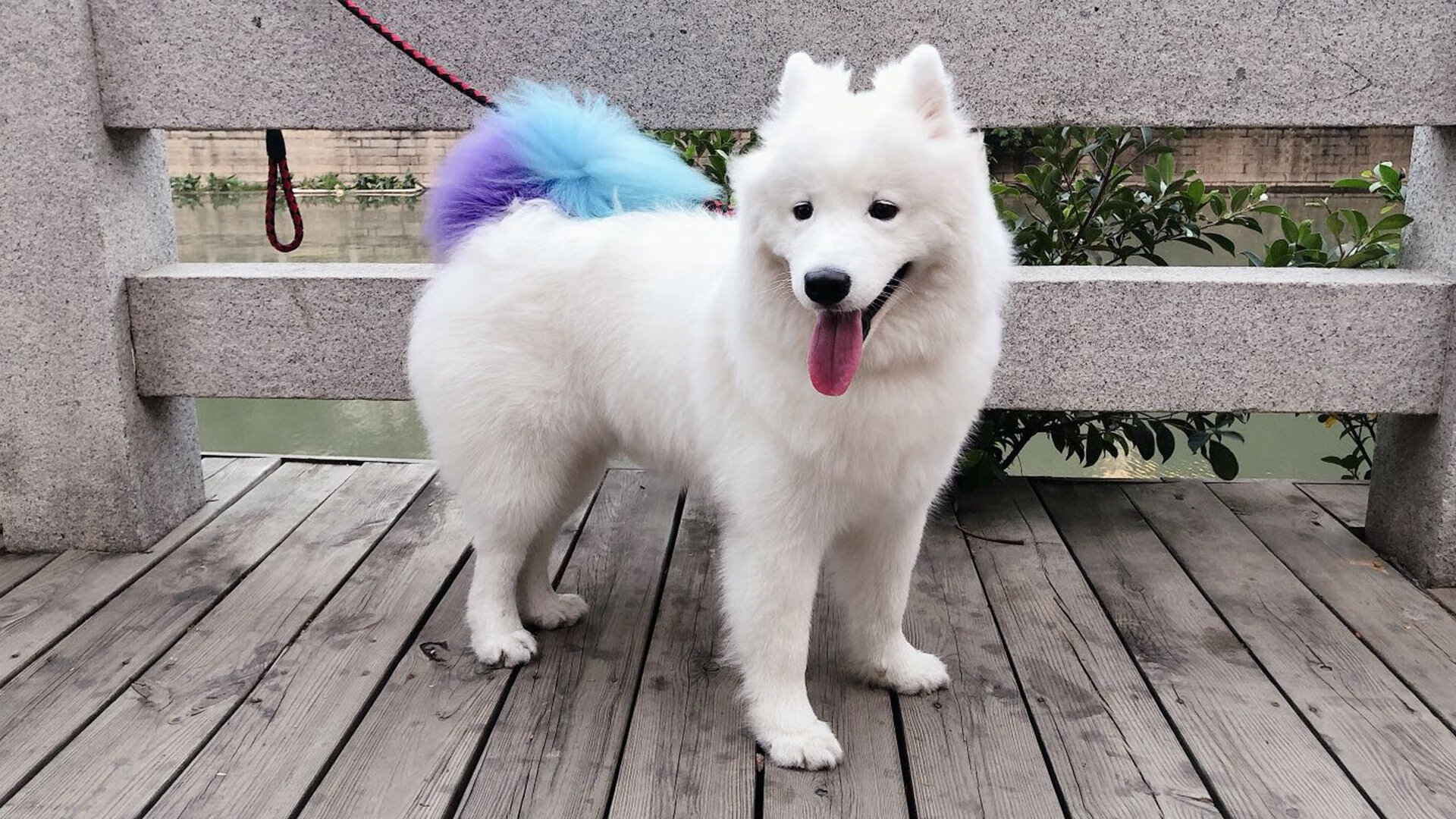 熊猫体育在线-体育赛事志愿者管理与服务质量提升研究,体育赛事志愿者管理流程