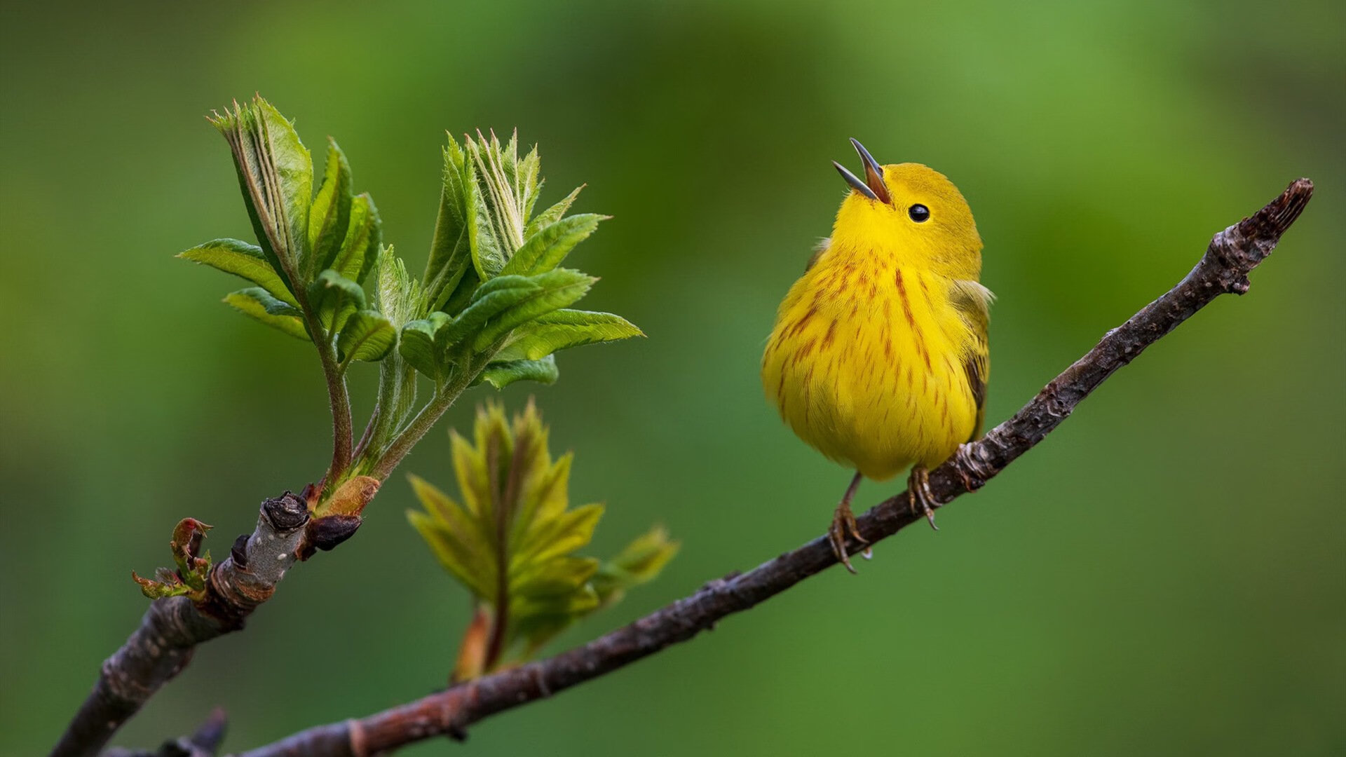 熊猫体育APP-欢聚一堂:全球足球节开启新篇章,欢乐足球串词