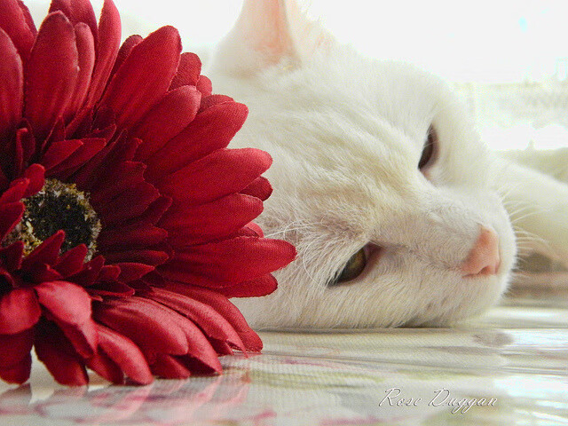 熊猫体育在线官网-青少年体育赛事组织管理，青少年体育比赛项目