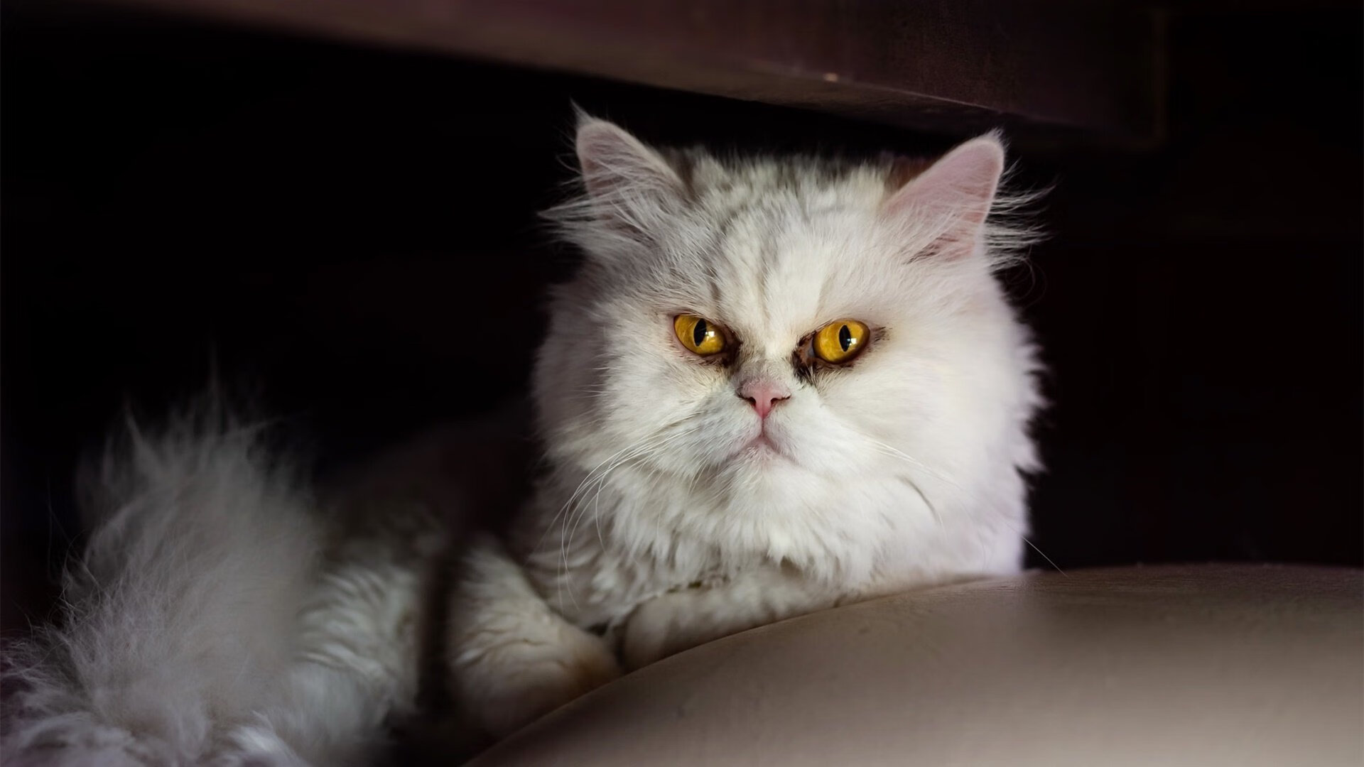 熊猫体育网址-边锋是否应成为现代战术组织发起点,边锋需要具备的条件