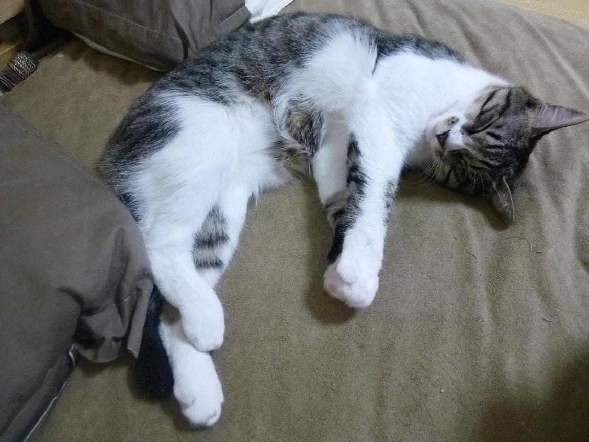 熊猫体育APP-2026世界杯倒计时:新一代场馆设计令人期待!,2026世界杯扩容