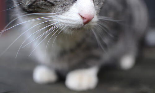 熊猫体育在线官网-“安赫尔·巴尔博萨:阿根廷美洲狮队的未来之星,突破性的全能球员”