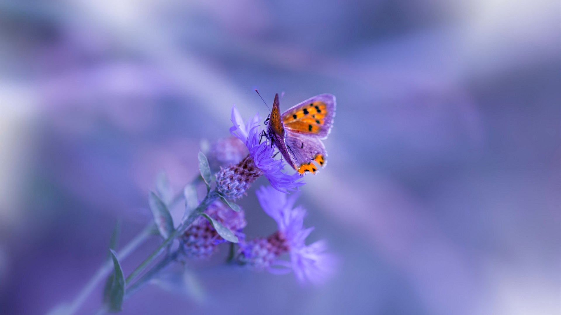 熊猫体育直播-中国足球联赛助力青年教练成长通道建设，中国足球青训人才