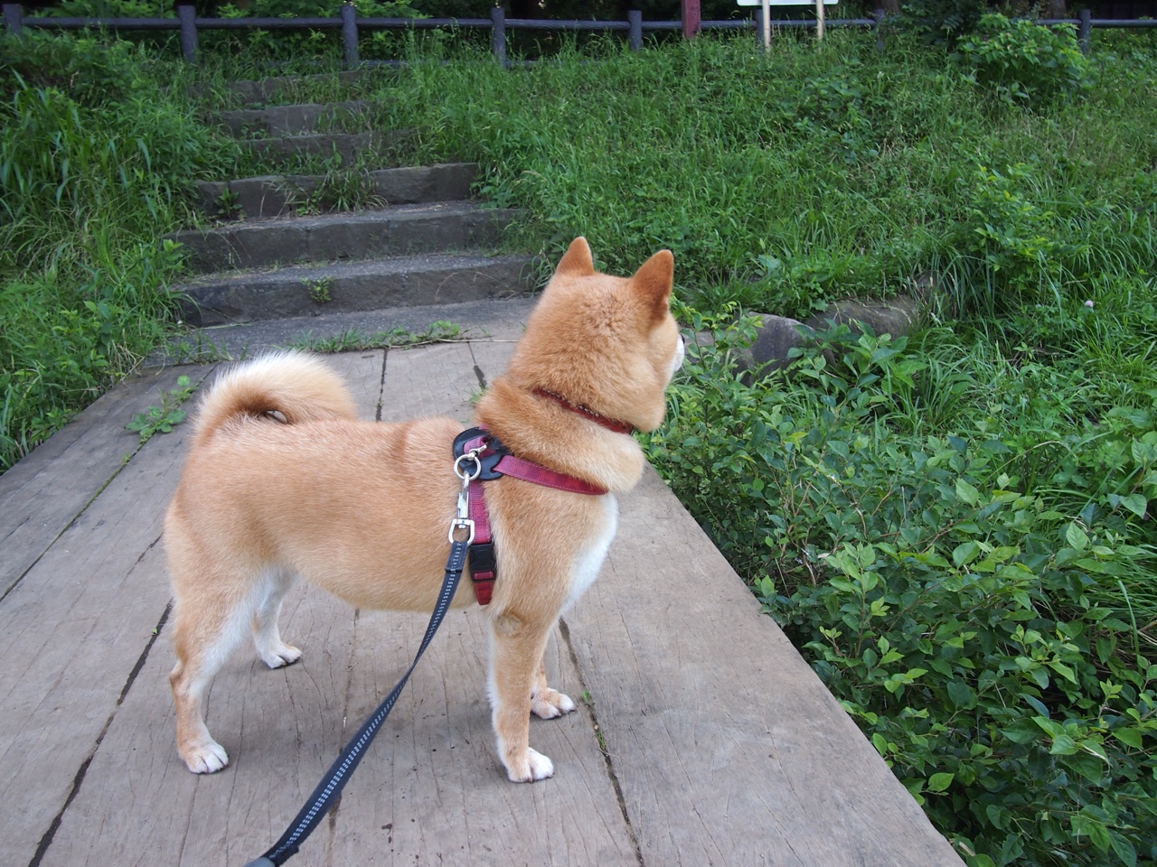 熊猫体育官网-从新秀到巨星的成长轨迹，从新秀到巨星的成长轨迹漫画