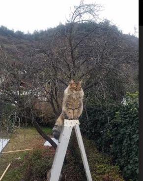 熊猫体育app官网-南美洲和欧洲足球强国在国际赛场上展开激烈角逐,南美与欧洲足球比较