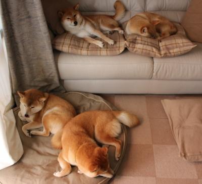 Panda Sports-快船封闭训练全队围观战术模拟引热议，快船队q战术