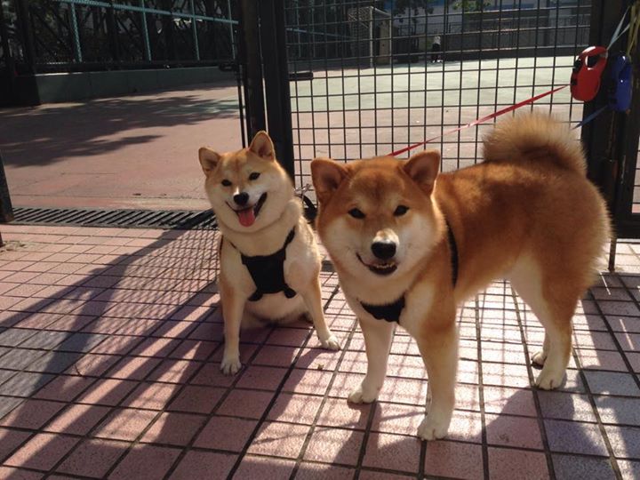 -橄榄球赛事转播权价值大幅提升，橄榄球转换球权