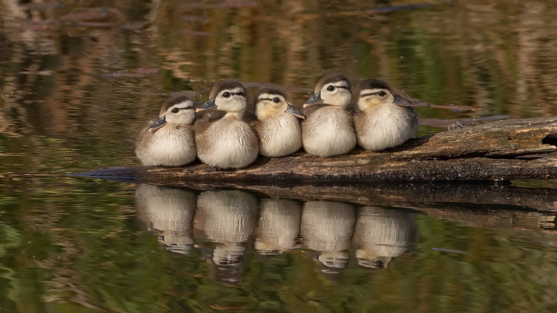 熊猫体育在线登录-法甲青训崛起：新星闪耀，未来无限！，法甲球队介绍