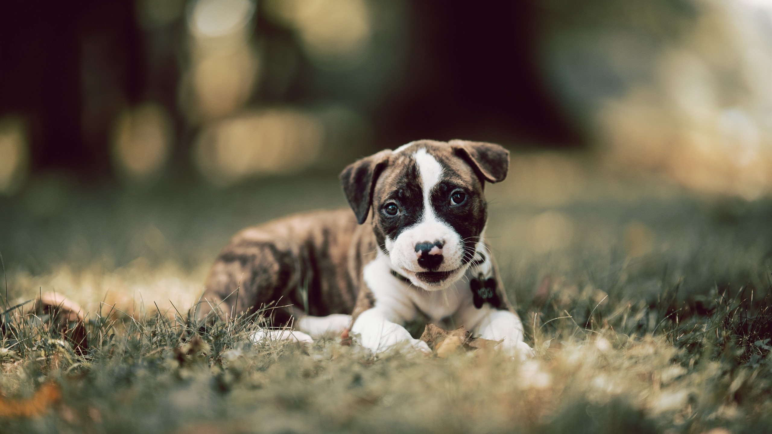 熊猫体育在线登录-法甲青训崛起:新星闪耀,未来无限!,法甲球队介绍