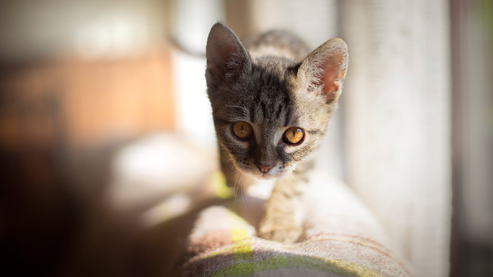熊猫体育-热火老将亲自担任投篮教练提升后卫稳定性，nba热火教练