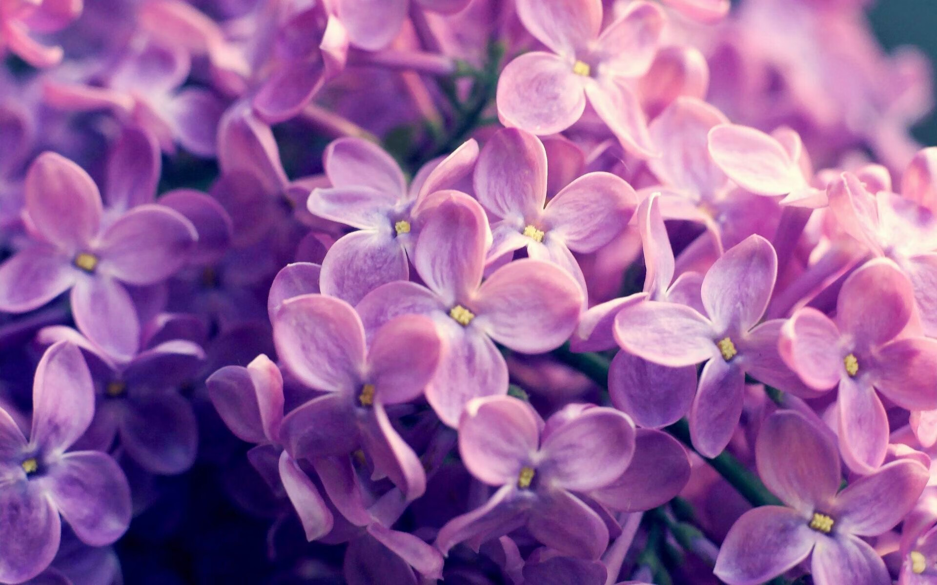 熊猫体育网页版-英超竞争愈发激烈,豪门鏖战不断