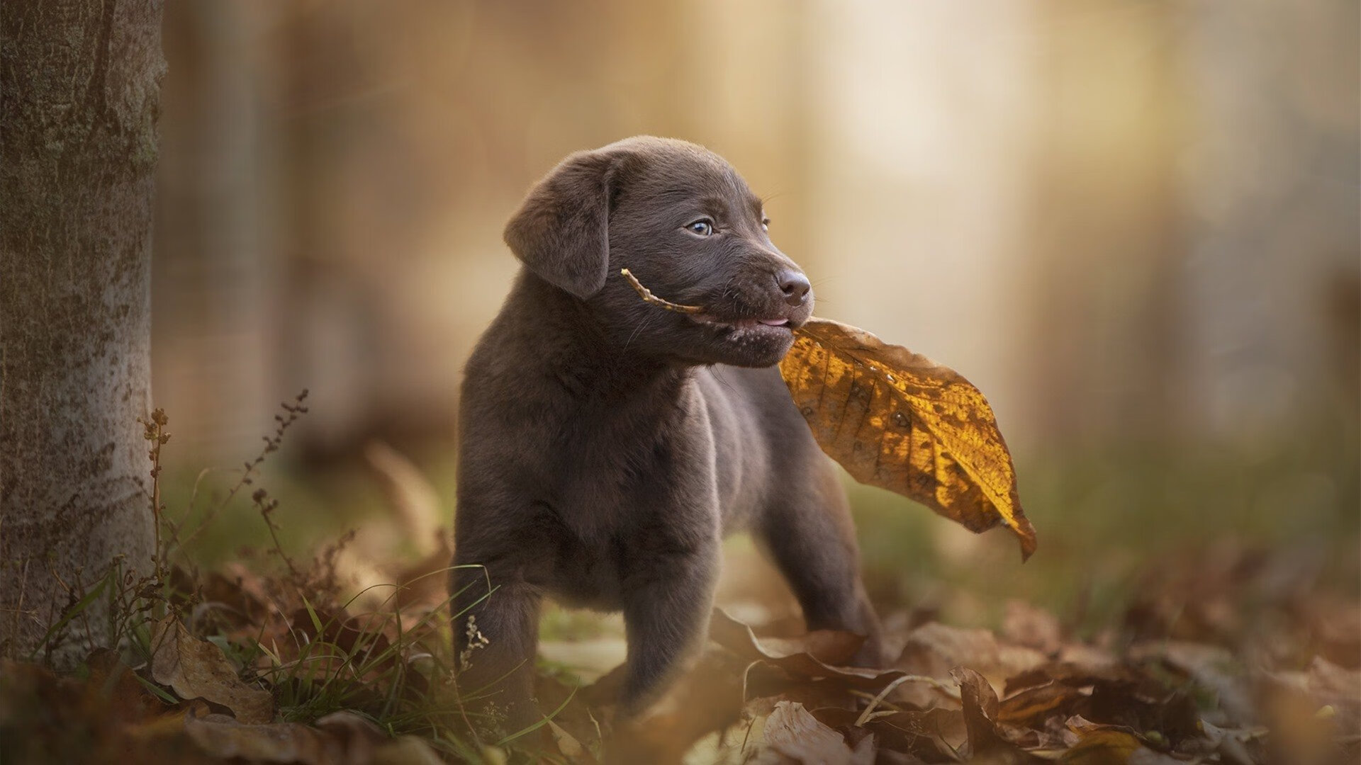 熊猫体育-西甲超级对抗:攻防两端的极致比拼,西甲 超级杯